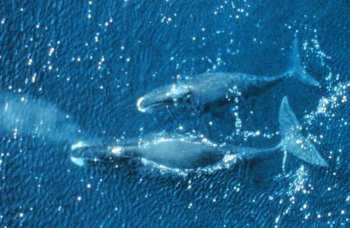 Bowhead Whales, Photo credit NOAA
