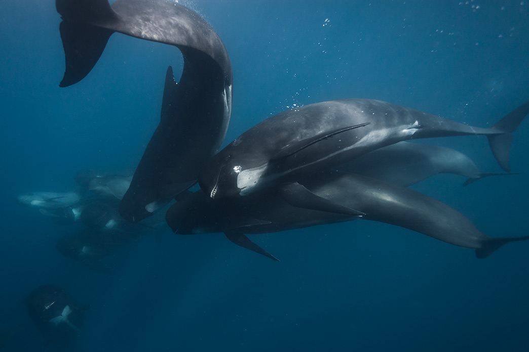 Pilot Whales, Photo by Andrew Sutton