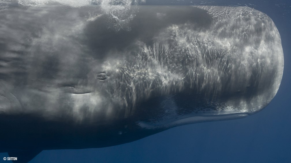 Sperm Whale, Photo by Andrew Sutton/Eco2