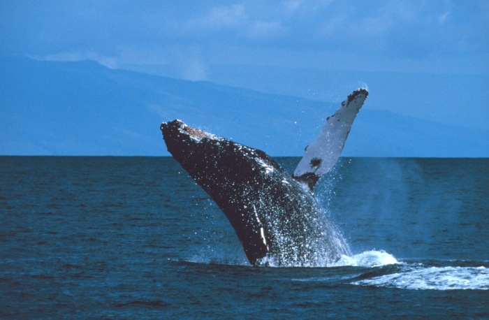 Breaching Humpback Whale, Photo credit NOAA